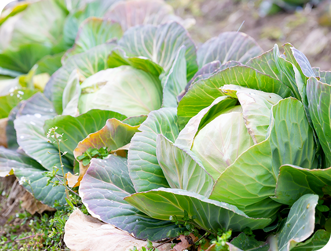 自家栽培野菜の販売