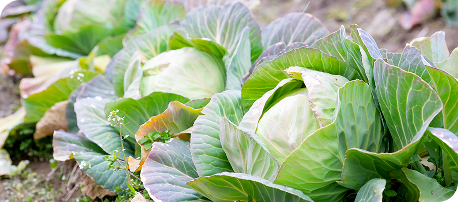 自家栽培野菜の販売